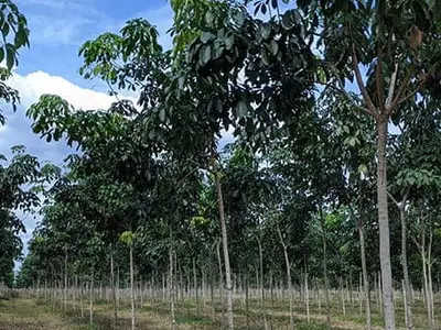 Giống cao su RRIV 209 năm tuổi thứ 3