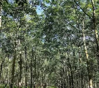 Giống cao su RRIV 114