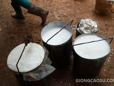 Mủ cao su sau khi khai thác được chứa trong xô