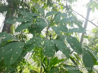 Vườn cao su tại Thái Lan bị ảnh hưởng nặng bởi bệnh Pestalotiopsis