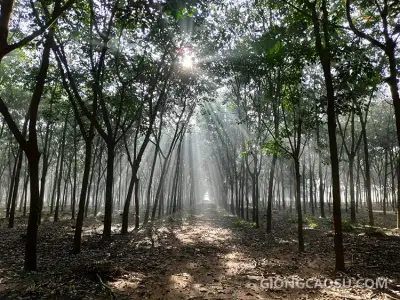Rừng cao su vào buổi sáng sớm