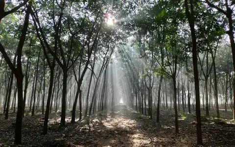 Rừng cao su vào buổi sáng sớm