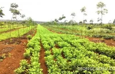 Trồng xen cây đậu (lạc) trên vườn cao su kiến thiết cơ bản