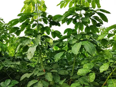 Vườn nhân giống cao su RRIV 106, góc nhìn khác