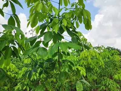 Vườn nhân giống cao su RRIV 1