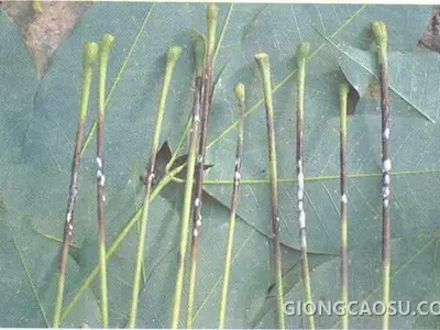Bệnh rụng lá mùa mưa trên cây cao su