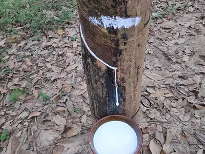 Mủ giống cao su RRIV 106