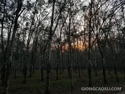 Hàng cây cao su đang trong giai đoạn thay lá