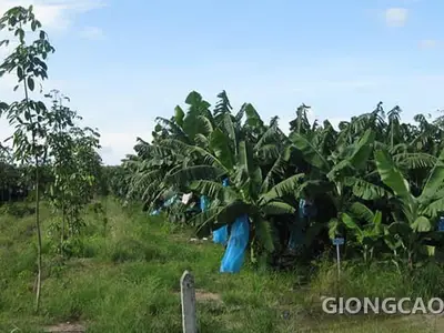 Trồng xen chuối công nghệ cao trên vườn cây cao su
