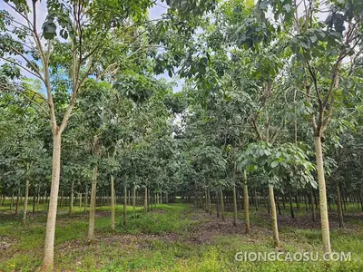 Vườn cao su RRIV 209 trồng năm 2020 tại Dầu Tiếng