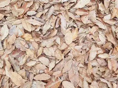Lá cao su đã rụng phủ kín mặt đất trong vườn cây