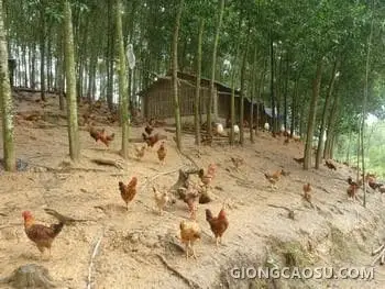 Mô hình nuôi gà thả dưới tán vườn cây cao su