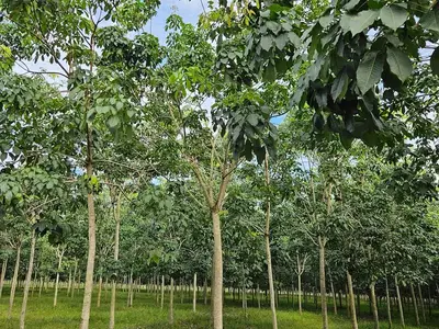 Vườn cao su RRIV 209 trồng năm 2020 tại Dầu Tiếng, góc nhìn khác
