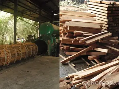 Xử lý gỗ cao su nguyên liệu