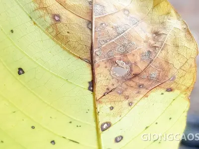 Bệnh Corynespora trên cây cao su