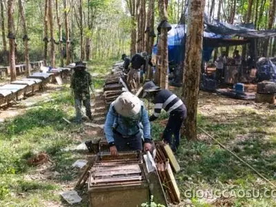 Mô hình nuôi ong lấy mật trong vườn cây cao su mùa hoa nở