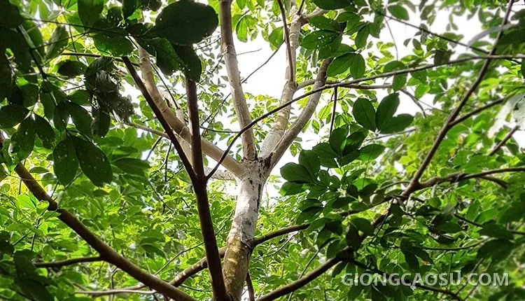 Vết bệnh nấm hồng màu hồng đặc trưng trên cành cây cao su