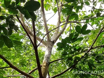 Bệnh nấm hồng trên cây cao su