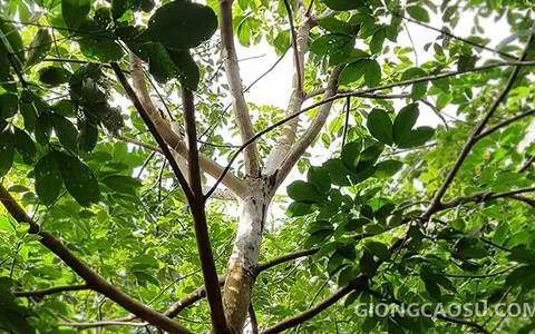 Vết bệnh nấm hồng màu hồng đặc trưng trên cành cây cao su