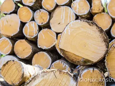 Gỗ cao su tươi sau khi khai thác