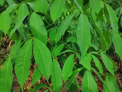 Hình thái lá giống cao su RRIV 1